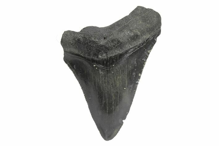 Serrated, Juvenile Megalodon Tooth - South Carolina #248525